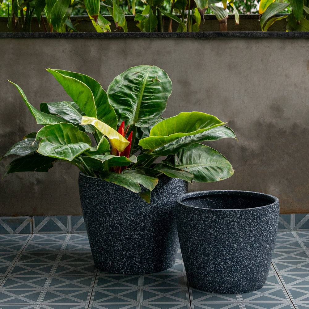 Polka Planter
